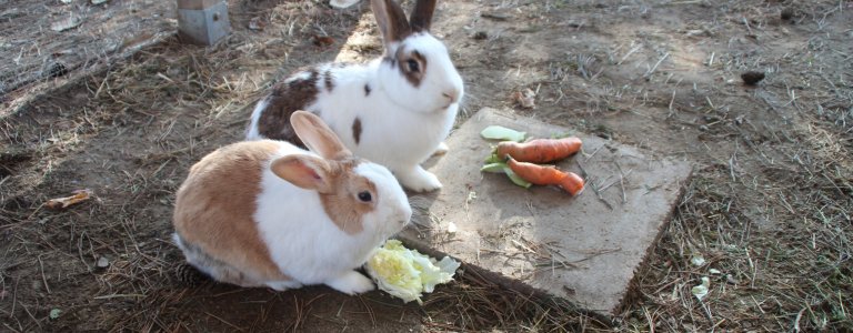 Reinigungskraft, Hauswirtschafter*in (m/w/d)