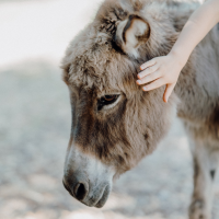 Ehrenamtliche Helfer*innen für die Eselversorgung gesucht!
